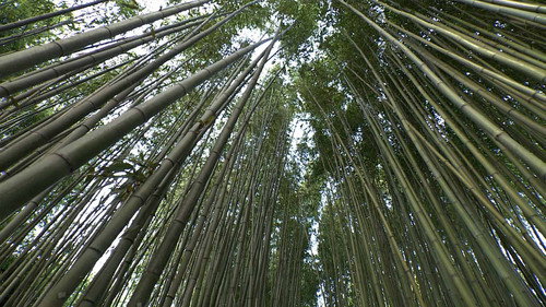 Japanology Plus mini Season 3 Episode 4 - Bamboo