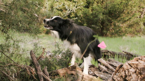 Exhibit A Season 1 Episode 3 - Cadaver Dogs