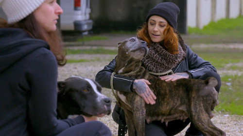 Pit Bulls and Parolees Season 14 Episode 8 - A Dream Realized