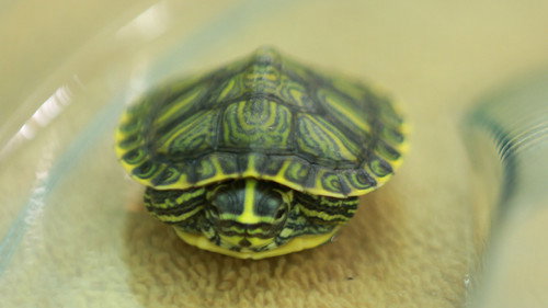 Dr. K's Exotic Animal ER Season 2 Episode 3 - Turtle-Necked