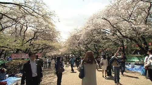 Document 72 Hours Season 5 Episode 12 - Ueno Park, Under the Cherry Trees in Full Bloom