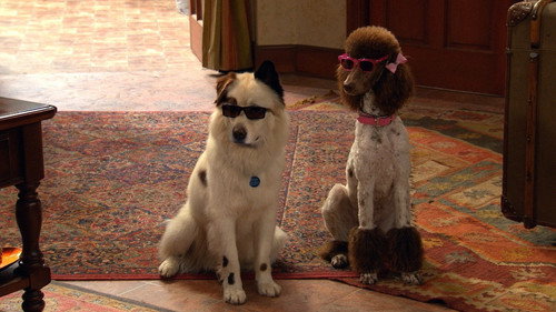 Dog with a Blog Season 3 Episode 21 - Stan Rescues His Princess