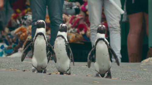 Penguin Town Season 1 Episode 1 - Homecoming