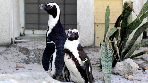 Secrets of the Zoo: Tampa Season 3 Episode 9 - Penguin Shuffle