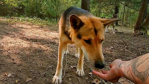 Pit Bulls and Parolees Season 16 Episode 6 - Befriending a Beast