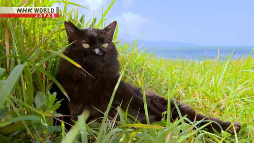 A Cat's-Eye View of Japan Season 1 Episode 14 - Chiba: Refreshing Sea Breeze and Sunlight