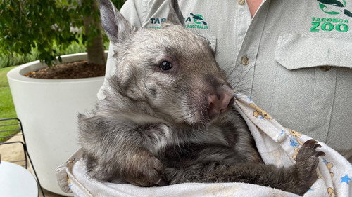 Secrets of the Zoo: Down Under Season 1 Episode 8 - Baby Bongo