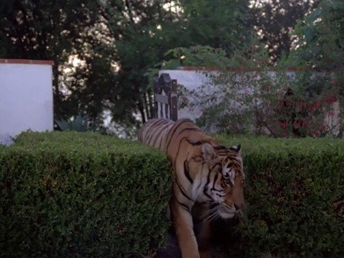 Matt Houston Season 1 Episode 13 - The Purrfect Crime