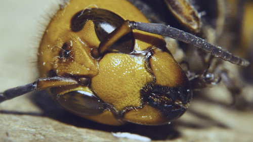 Farm Crime Season 2 Episode 1 - Invasion of the Murder Hornets