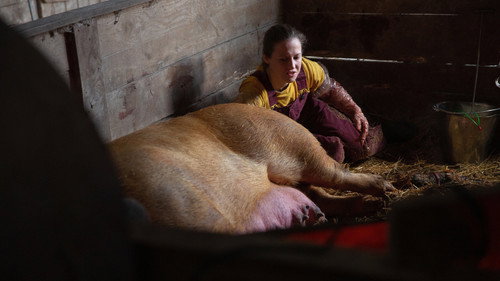 The Incredible Dr. Pol Season 18 Episode 5 - Three Little Piglets