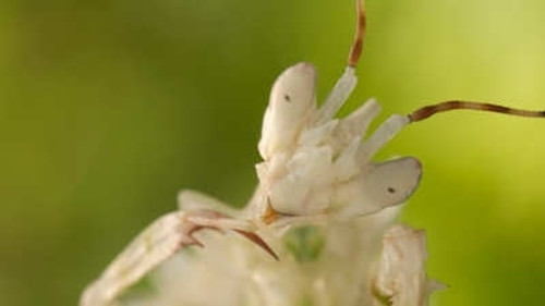 Micro Monsters with David Attenborough Season 1 Episode 3 - Courtship