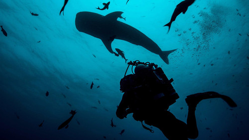 Shark with Steve Backshall Season 1 Episode 2 - Sharks of the Indian Ocean