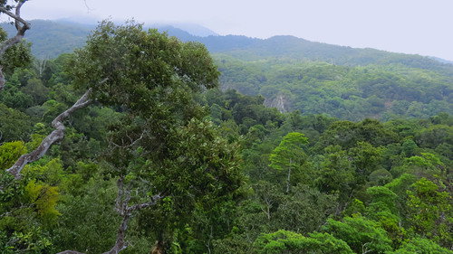 Saving paradise Season 1 Episode 9 - Daintree Rainforest Australia of the Origins