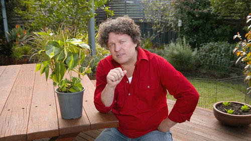Gardening Australia Season 35 Episode 22 - Episode 22 Winter: Endangered birds & artful bonsai