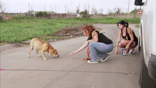 Pit Bulls and Parolees Season 4 Episode 2 - Face Off