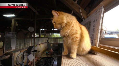 A Cat's-Eye View of Japan Season 1 Episode 13 - Kagoshima: Volcano Blessings