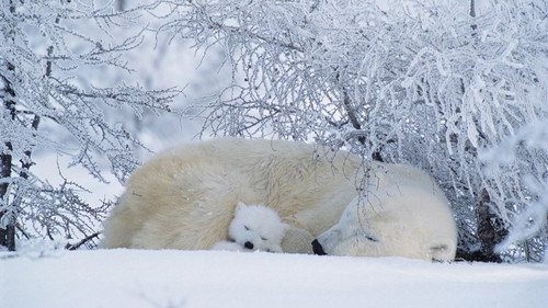 Nature Season 26 Episode 8 - Arctic Bears