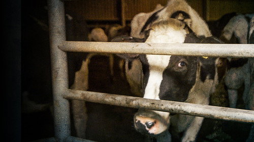 Panorama Season 70 Episode 6 - A Cow's Life: The True Cost of Milk?