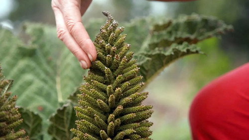 Gardening Australia Season 35 Episode 2 - Episode 2 Summer: Codling moth and social media sensation