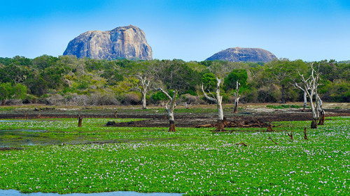 Saving paradise Season 1 Episode 8 - Yala National Park — An Eden in Sri Lanka