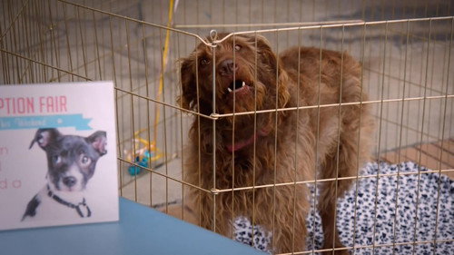 Adam Ruins Everything Season 1 Episode 17 - Adam Ruins Animals