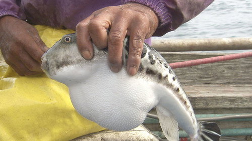 Seasoning the Seasons Season 1 Episode 15 - Blowfish: A Secret Taste from the Deep