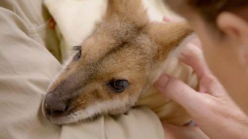Crikey! It's the Irwins Season 4 Episode 3 - Terri's Wonder Wallaby