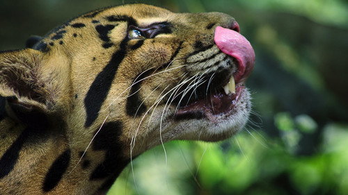 Animal Season 1 Episode 1 - Big Cats