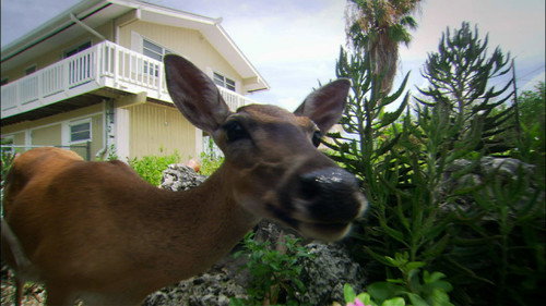 Nature Season 31 Episode 12 - The Private Life of Deer