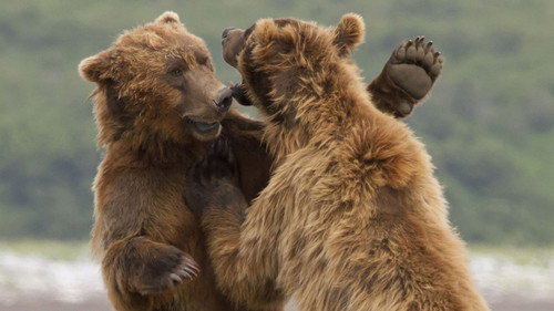Animal Fight Night Season 1 Episode 2 - Rumble in the USA