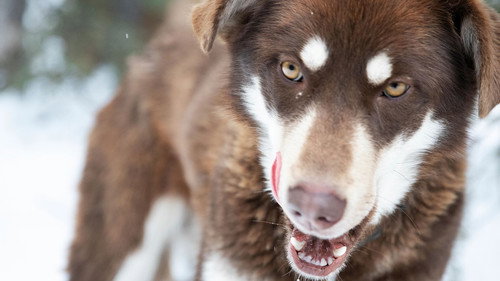 Life Below Zero: Northern Territories Season 1 Episode 3 - Too Close For Comfort