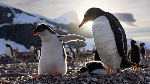 Secrets of the Penguins Season 1 Episode 3 - Rebels with a Cause