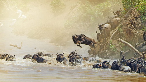 Serengeti Season 2 Episode 6 - Reckoning