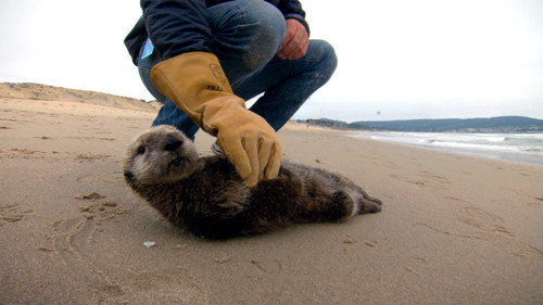 Nature Season 32 Episode 7 - Saving Otter 501