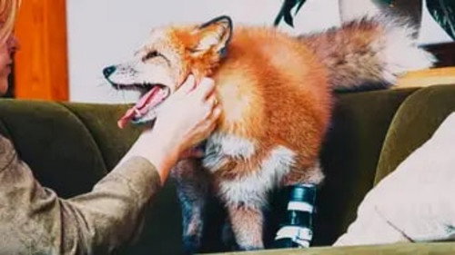 The Wizard of Paws Season 6 Episode 1 - The Happiest Fox