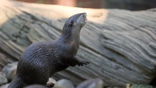 Crikey! It's the Irwins Season 1 Episode 10 - Bindi & the Otters
