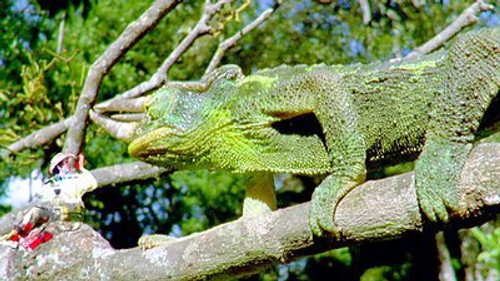 Andy's Wild Adventures Season 2 Episode 9 - Chameleons