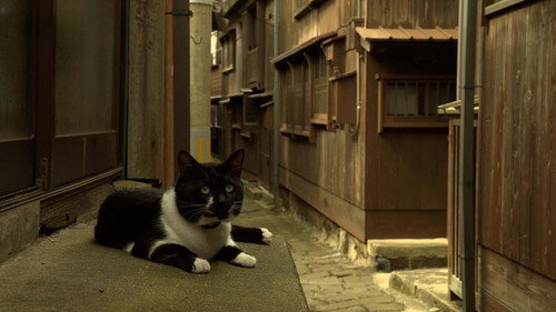 A Cat's-Eye View of Japan Season 5 Episode 7 - Sado Island: Pathways and Folk Songs