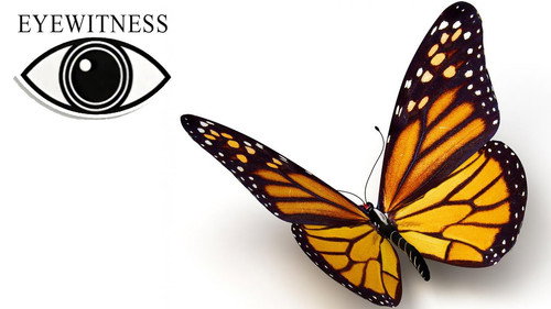 Eyewitness Season 2 Episode 3 - Butterfly and Moth