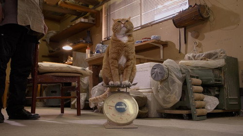 A Cat's-Eye View of Japan Season 5 Episode 10 - Shiga: Carefree in a Castle Town