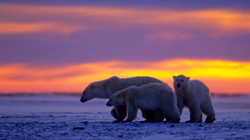 The Nature of Things Season 60 Episode 13 - Kingdom of the Polar Bears: Episode 2