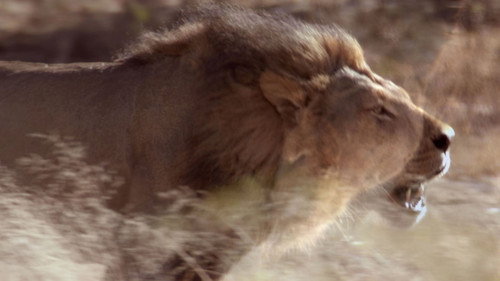 Animal Fight Night Season 3 Episode 7 - Cat Fight
