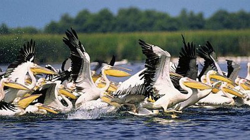 Natural World Season 19 Episode 17 - Danube Delta: Europe Untamed