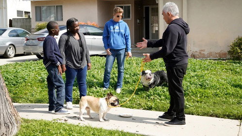 Cesar Millan: Better Human, Better Dog Season 5 Episode 2 - Picking the Perfect Pooch