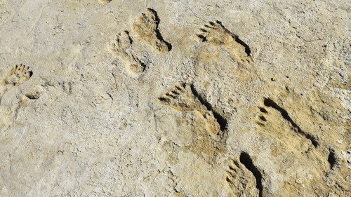 NOVA Season 49 Episode 9 - Ice Age Footprints