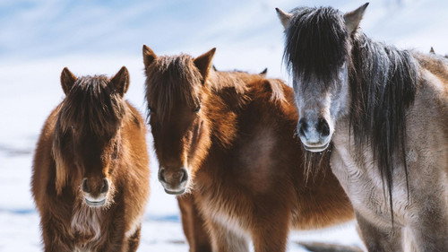 Nature Season 37 Episode 9 - Equus: Story of the Horse: Chasing the Wind