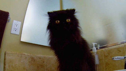 My Cat from Hell Season 6 Episode 4 - Reese the Ripper