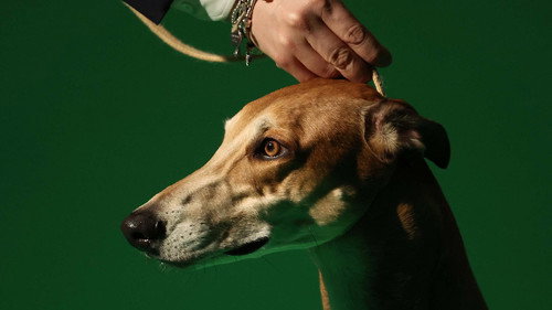 Crufts Season 16 Episode 1 - 2026 Day 1 - Part 1