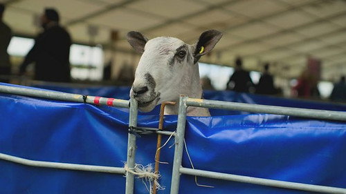 Kelso Ram Sales still