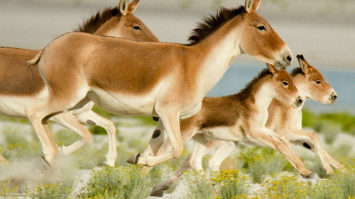 Into the Wild: India Season 1 Episode 3 - Wild Stallions of the Himalayas